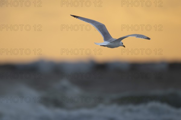 Herring gull (Larus argentatus) in flight over the surf looking for starfish, evening mood, Hvide Sande, North Sea, Denmark