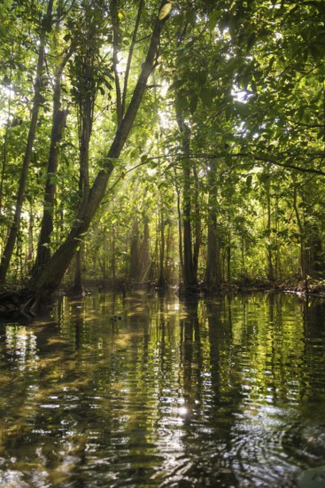 Lagoon, Klong Rud, Klong Nam Sai, Ao Nang, Krabi, Thailand