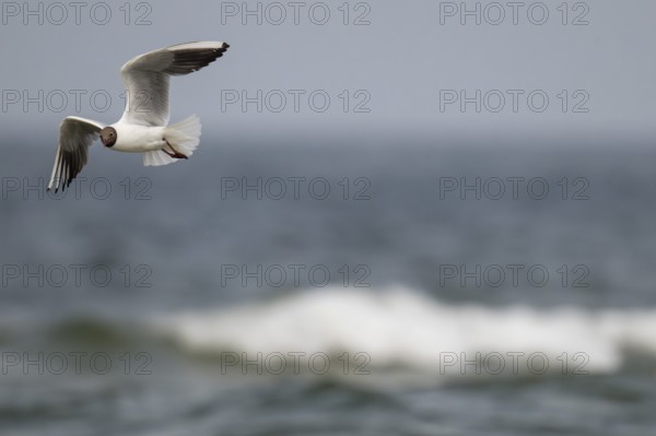 Black-headed gull (Chroicocephalus ridibundus) in summer plumage, flying above the sea surface, looking for small fish, near Hvide Sande, Ringkøbing Fjord, North Sea, Denmark