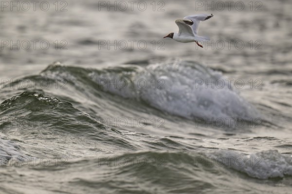 Black-headed gull (Chroicocephalus ridibundus) in summer plumage, flying above the sea surface, looking for small fish, near Hvide Sande, Ringkøbing Fjord, North Sea, Denmark
