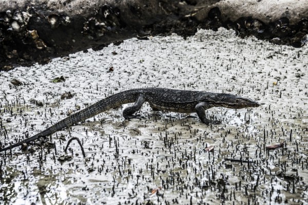 Waran, Railay Beach East, Ao Nang, Krabi, Thailand