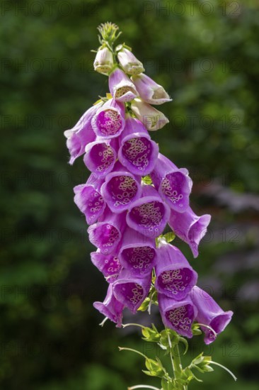 Common foxglove (Digitalis purpurea), Sieversen, Rosengarten, Lower Saxony, Germany
