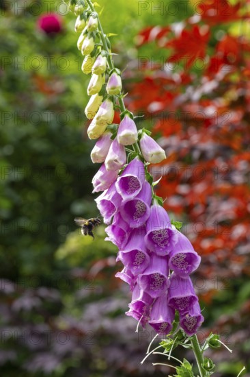 Common foxglove (Digitalis purpurea), bumblebee approaching, Sieversen, Rosengarten, Lower Saxony, Germany