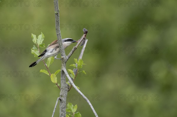 Red-backed shrike (Lanius collurio) with impaled mouse, Emsland, Lower Saxony, Germany