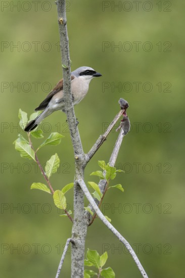 Red-backed shrike (Lanius collurio) with impaled mouse, Emsland, Lower Saxony, Germany
