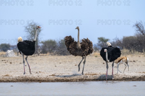 Common ostrich (Struthio camelus), two adult males and one female drinking at a waterhole, Nxai Pan National Park, Botswana