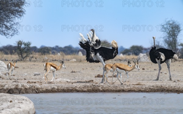 Common ostrich (Struthio camelus), two adult males at a waterhole, threatening, imposing behaviour, Nxai Pan National Park, Botswana