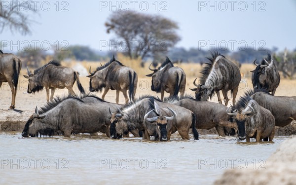 Blue wildebeest (Connochaetes taurinus), group drinking at a waterhole, Nxai Pan National Park, Botswana