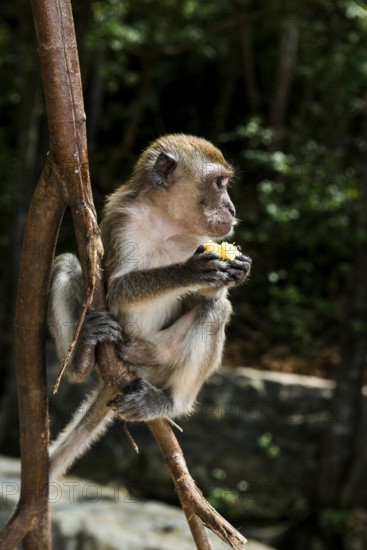 Monkey on the beach, macaque, Ao Nang Beach, Ao Nang, Krabi, Thailand