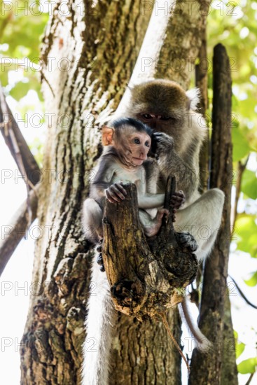 Monkeys on the beach, macaques, Ao Nang Beach, Ao Nang, Krabi, Thailand