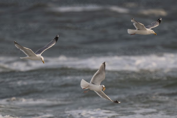 Herring gulls (Larus argentatus) in flight over the surf looking for starfish, Hvide Sande, North Sea, Denmark