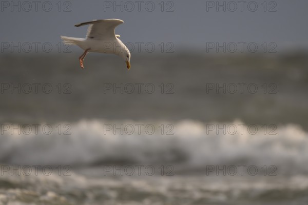 Herring gull (Larus argentatus) in flight over the surf looking for starfish, evening light, Hvide Sande, North Sea, Denmark