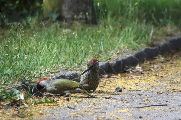 Green woodpecker (Picus viridis), June, Germany