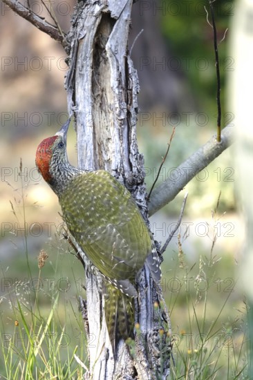 Green woodpecker (Picus viridis), June, Germany