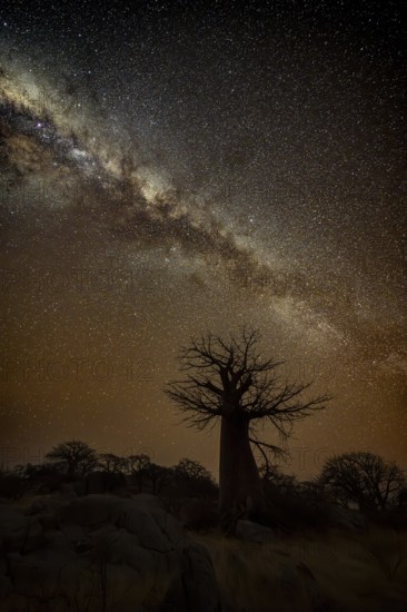 Silhouette of a baobab tree with starry sky and Milky Way, African baobab (Adansonia digitata), night shot, Kubu Island (Lekubu), Sowa Pan, Makgadikgadi Salt Pans, Botswana