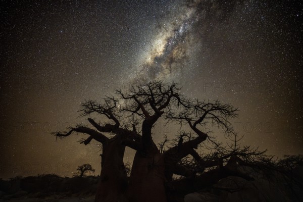 Silhouette of a baobab tree with starry sky and Milky Way, African baobab (Adansonia digitata), night shot, Kubu Island (Lekubu), Sowa Pan, Makgadikgadi Salt Pans, Botswana