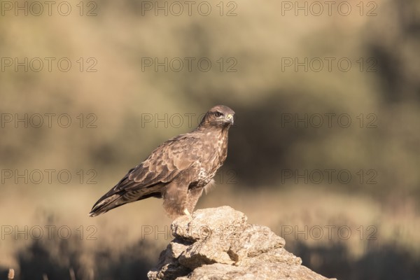 Common buzzard (Buteo buteo), Extremadura, Castilla La Mancha, Spain