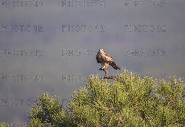 Red kite (Milvus milvus), Extremadura, Castilla La Mancha, Spain