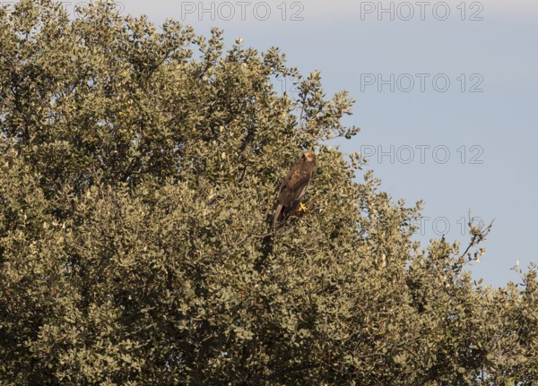 Marsh harrier (Circus aeruginosus), Extremadura, Castilla La Mancha, Spain