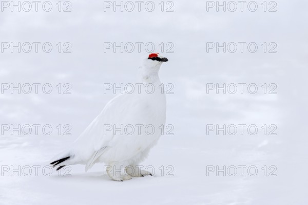 Rock ptarmigan (Lagopus muta hyperborea) male with red eyebrows showing white winter camouflage colour on snow covered tundra in spring on Svalbard