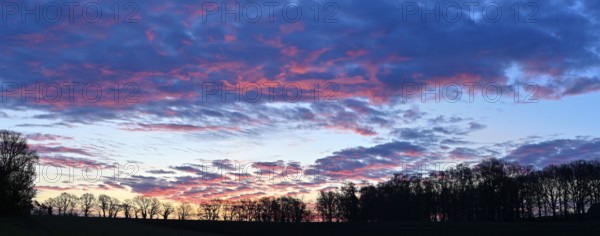 Silhouette of a row of trees at dawn, Lower Rhine, North Rhine-Westphalia, Germany