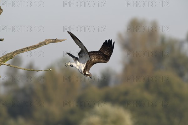 Osprey (Pandion haliaetus) flying from a tree, Lower Rhine, North Rhine-Westphalia, Germany