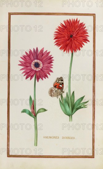 Anemone doubles, double anemone, historical, digitally enhanced reproduction from Theatrum florae (1624) by Daniel Rabel (1578 - 1637)