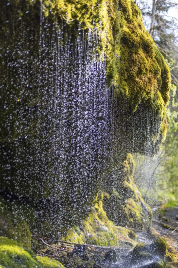 Dietfurt Waterfall, a moss waterfall in the Wutach Gorge, Black Forest, Baden-Württemberg, Germany