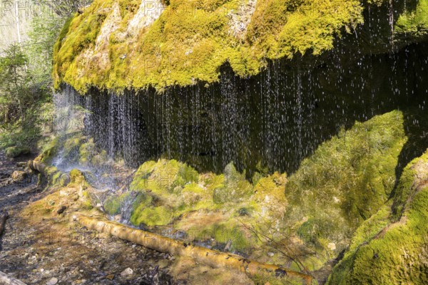 Dietfurt Waterfall, a moss waterfall in the Wutach Gorge, Black Forest, Baden-Württemberg, Germany