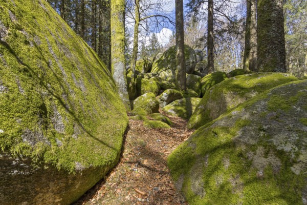 Granite rock Günterfelsen near the source of the Danube, Furtwangen in the Black Forest, Baden-Württemberg, Germany