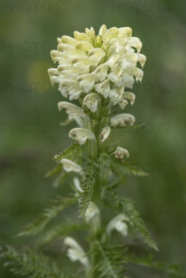 Crested lousewort (Pedicularis comosa), Monte Baldo, Veneto, Italy