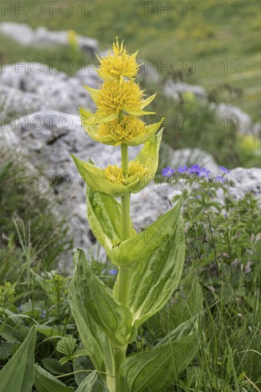 Great yellow gentian (Gentiana lutea), Monte Baldo, Veneto, Italy
