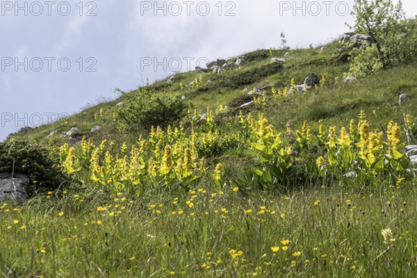 Great yellow gentian (Gentiana lutea), Monte Baldo, Veneto, Italy