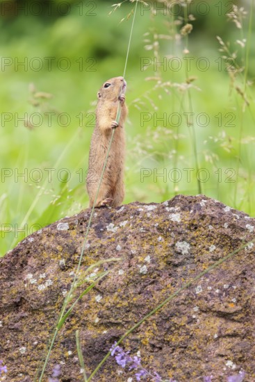 An adult European ground squirrel (Spermophilus citellus) or European souslik stands on a rock in a meadow with tall green vegetation and eats from it