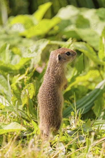 A young European ground squirrel (Spermophilus citellus) or European souslik stands in a meadow with tall green vegetation on a sunny day and eats from it
