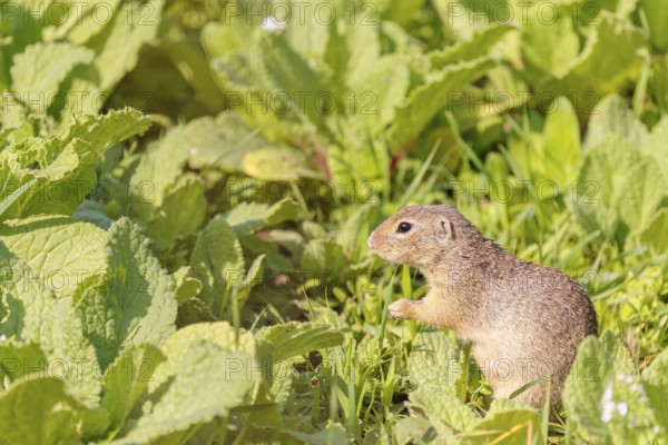 An adult European ground squirrel (Spermophilus citellus) or European souslik stands in a meadow with tall green vegetation on a sunny day and eats from it