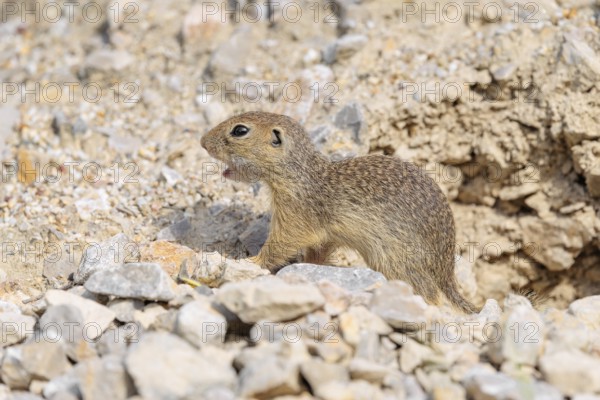 A young European ground squirrel (Spermophilus citellus) or European souslik stands on a gravel hill close to its den