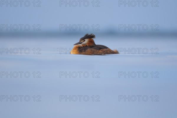 A great crested grebe (Podiceps Scalloped ribbonfish) swimming on the Steinhuder Meer, animal photo, bird, bird species, nature photo, wildlife, fauna, Hagenburg, Lower Saxony, Germany