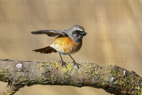 Redstart (Phoenicurus phoenicurus) Germany