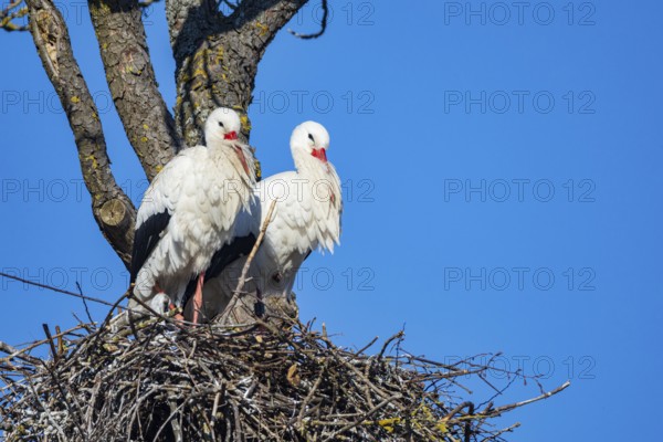 White stork (Ciconia ciconia) Germany