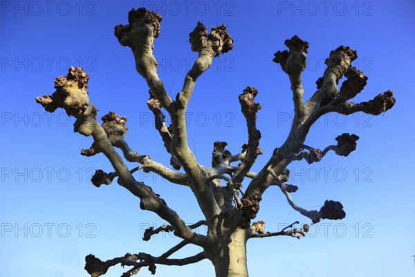 Pruning, pruned plane trees, here on the banks of the Main in Würzburg, Lower Franconia, Bavaria, Germany