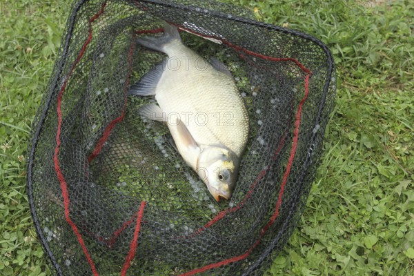 Whitefish (Leuciscinae) in landing net, South Hungary, Hungary, South Hungary, Hungary