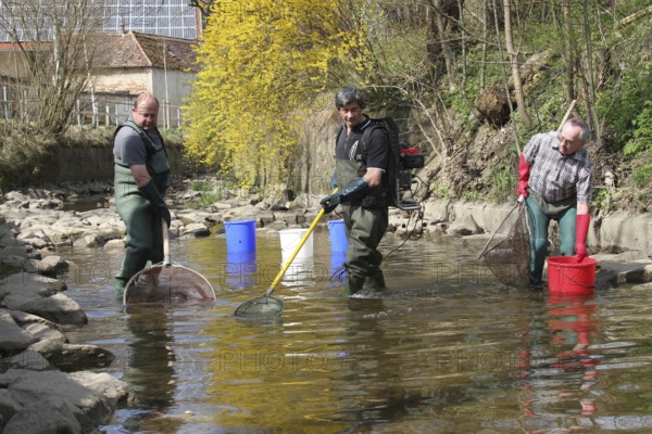 Fishermen, anglers fishing with current in the town stream of Mindelheim, fish counting and species protection, Allgäu, Bavaria, Germany, Allgäu, Bayern, Deutschland