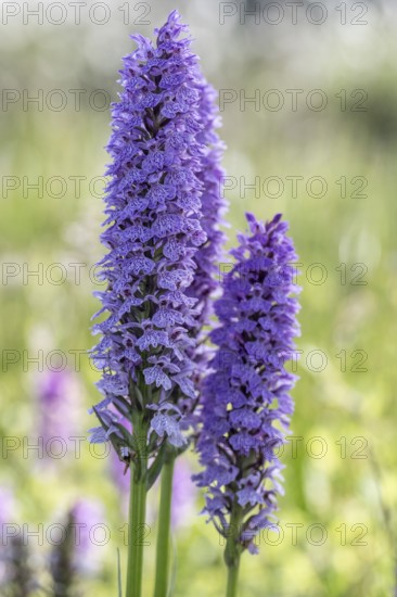 Southern marsh orchid (Dactylorhiza maculata), Emsland, Lower Saxony, Germany