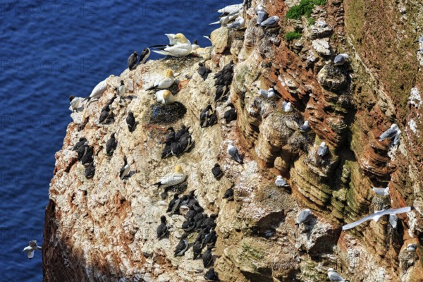 Northern gannets (Morus bassanus) and common guillemots (uria aalge) on bird cliffs, steep coast, Heligoland Island, Schleswig-Holstein, Germany