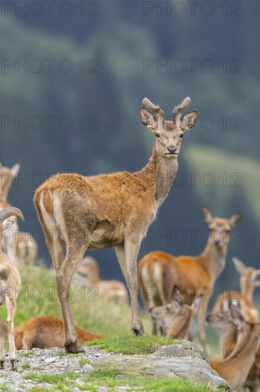 Red deer (Cervus elaphus) stag on a meadow in tirol, Kitzbühel, Wildpark Aurach, Austria