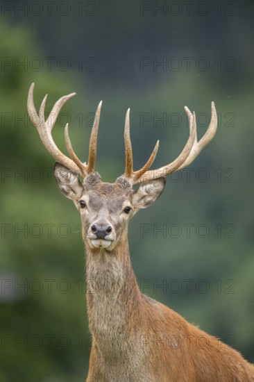 Red deer (Cervus elaphus) stag, portrait, tirol, Kitzbühel, Wildpark Aurach, Austria