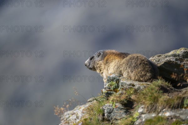Alpine marmot (Marmota marmota) in autumn, Grossglockner, High Tauern National Park, Austria