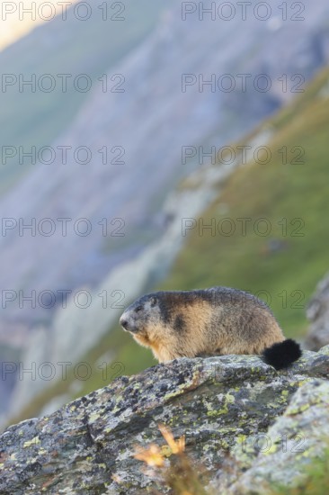 Alpine marmot (Marmota marmota) in autumn, Grossglockner, High Tauern National Park, Austria