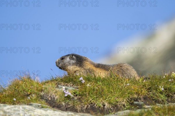 Alpine marmot (Marmota marmota) in autumn, Grossglockner, High Tauern National Park, Austria
